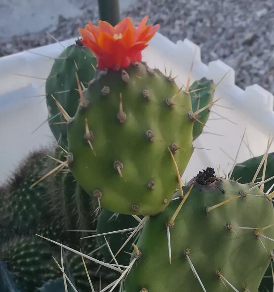 Opuntia paraguayensis Cactus – Compact Dark Green Prickly Pear with Orange Blooms – Live Plant