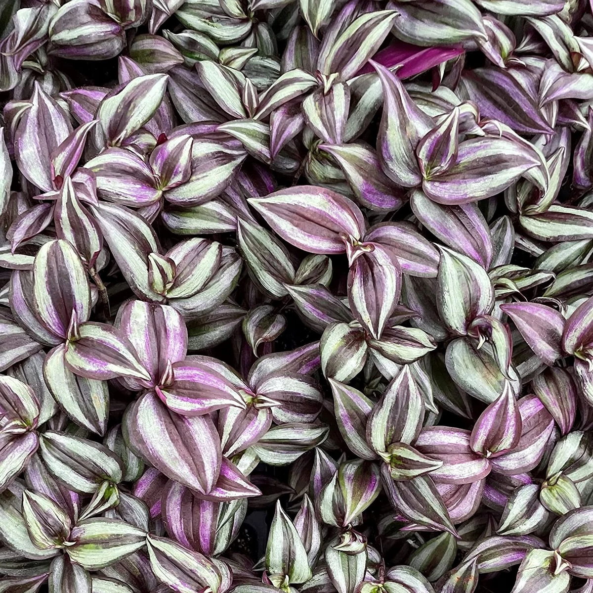 Tradescantia Zebrina Cuttings – 5+ Unrooted Purple Wandering Jew Plant – Trailing Houseplant Starter