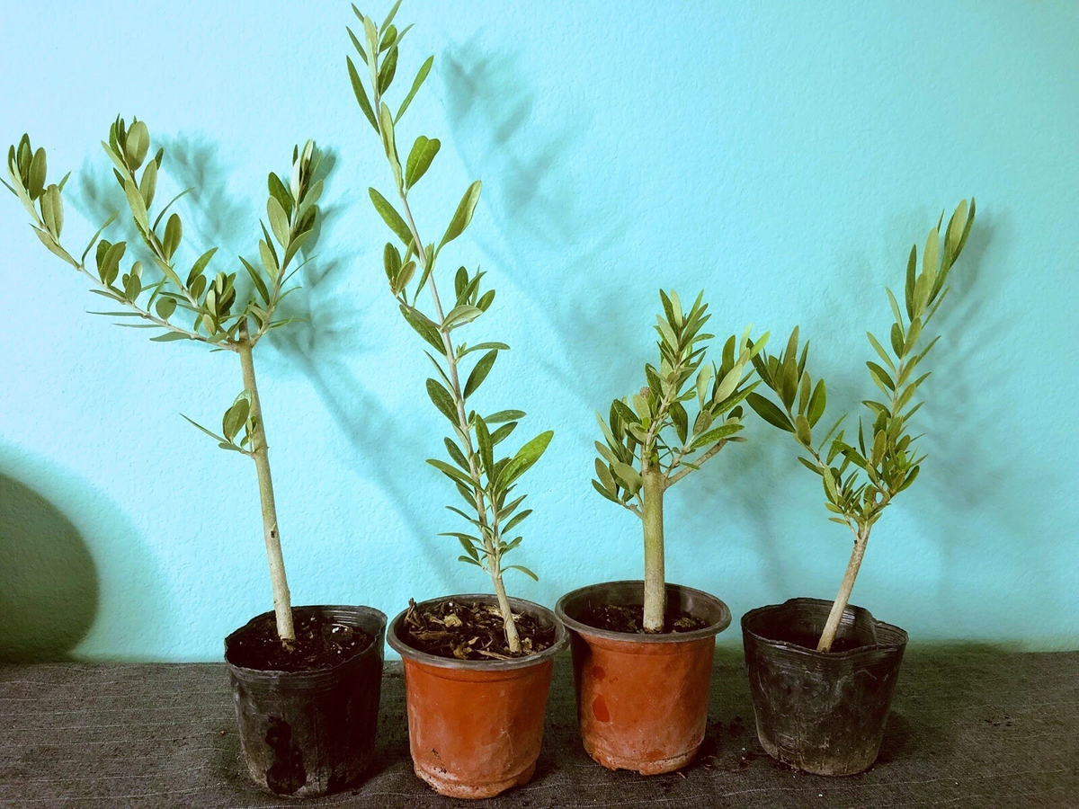Olive Tree Live Plant – Olea Europaea 6–12in Fully Rooted Cutting Starter for Potting or Garden