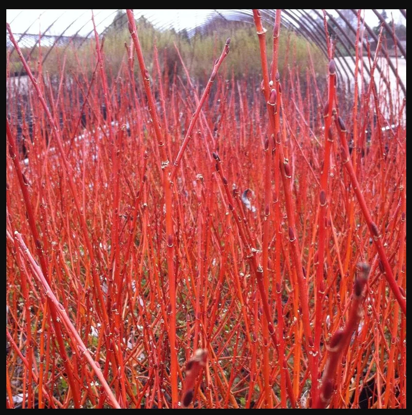 Flame Willow Cuttings for Planting – 5 Unrooted Salix ‘Flame’ Stems, Red Orange Ornamental Willow