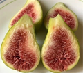 3 Dalmatie / Stella Fig Unrooted Cutting – Ficus carica Cultivar, 3 Nodes, Fig Tree Cutting for Propagation