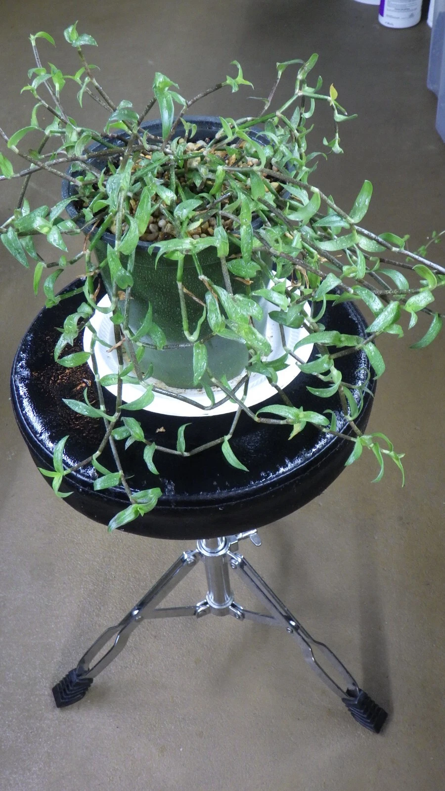 Callisia micrantha Cuttings – Wandering Jew Houseplant Starts, Easy-Rooting Indoor Trailing Plant for Pots & Hanging Baskets