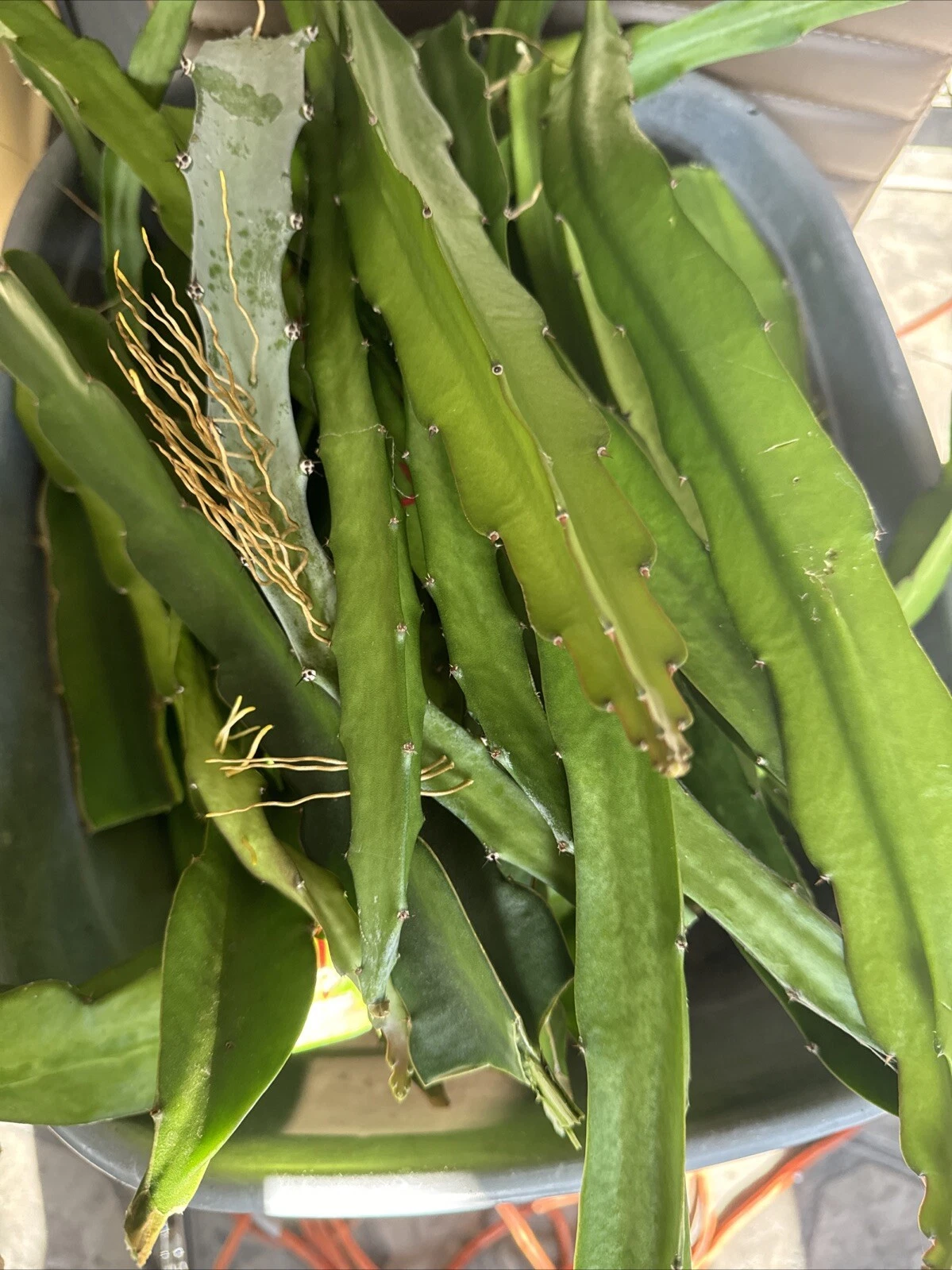 Dragon Fruit Cuttings – 10 Unrooted Pitaya Cactus Cuttings – 15 to 26 Inch Length
