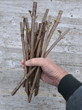 American Elderberry Cuttings – 5 Fresh Dormant Stems for Rooting | Sambucus canadensis | Hardy Fruit Shrub Starter