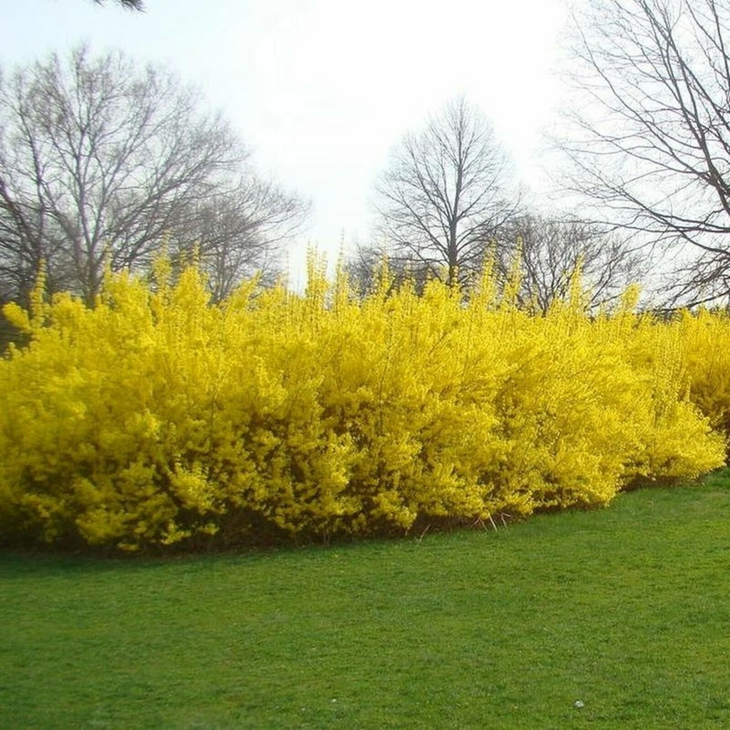 Forsythia Cuttings – 10 Unrooted Forsythia Shrub Cuttings 5–8 Inches Long for Propagation, Outdoor Garden Plant