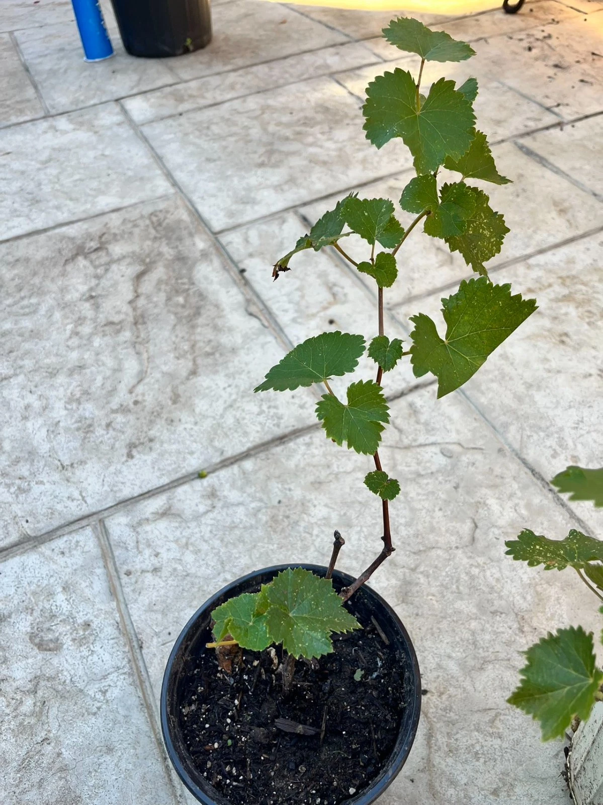 Kyoho Grape Plants – 2 Live Vitis Grape Plants with Established Roots, Outdoor Fruit Vine Starter