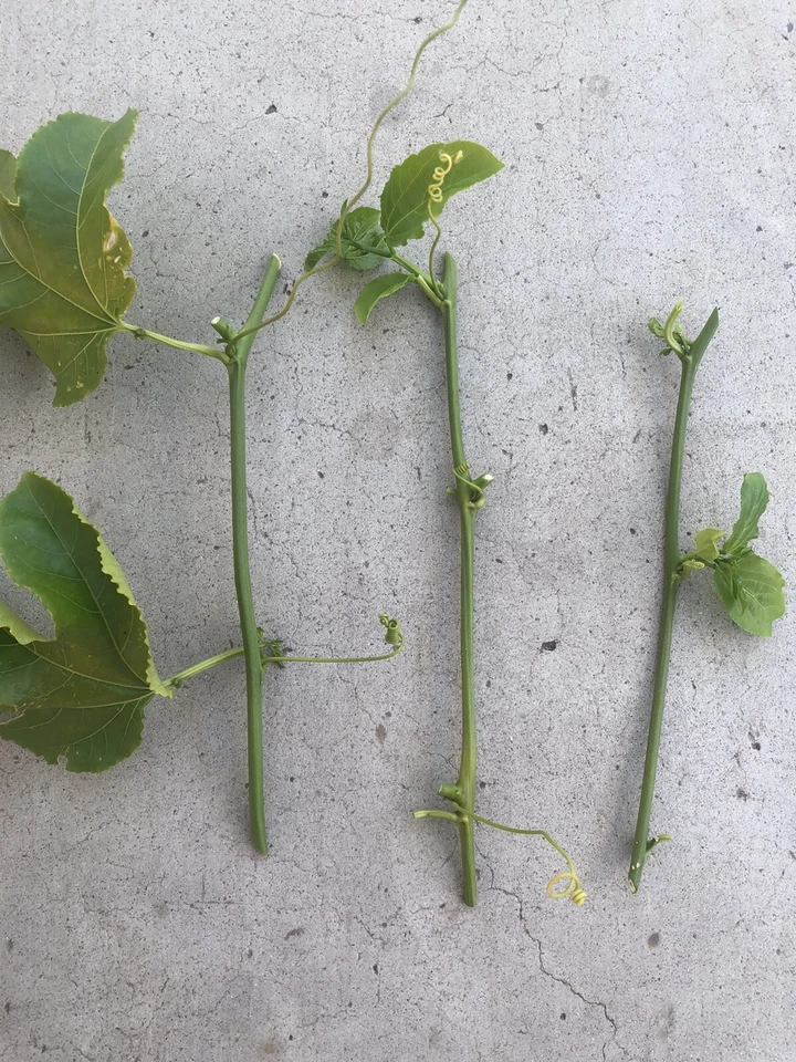 Passiflora edulis Cuttings – 3 Fresh Unrooted Passion Fruit Vine Cuttings for Propagation and Planting