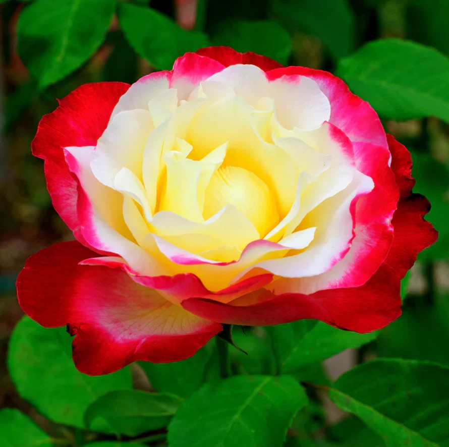 Double Delight Rose Live Plant – Bi Color Hybrid Tea Rose, Fragrant Garden Rose Starter 5–8 Inch Tall, No Pot