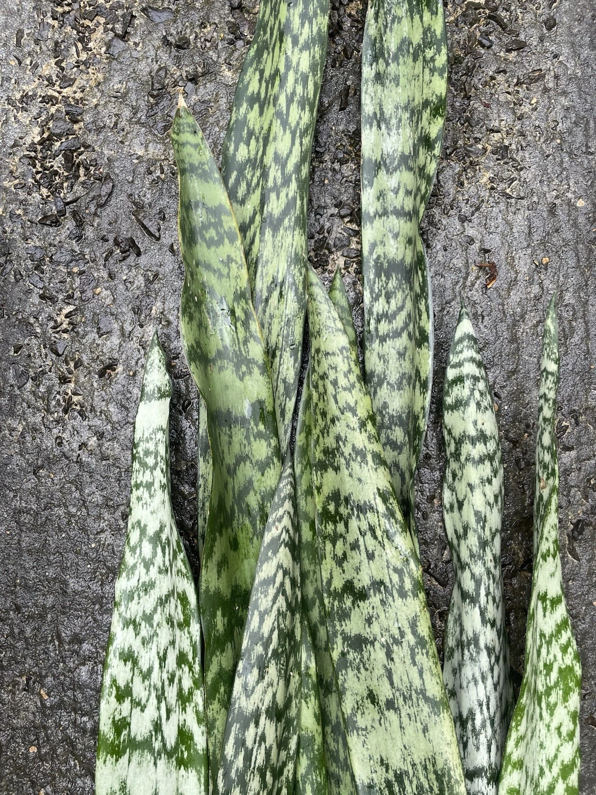 Sansevieria Snake Plant Starter Leaf Cuttings, Dracaena Trifasciata Live Houseplant for Indoor Propagation Set of 6