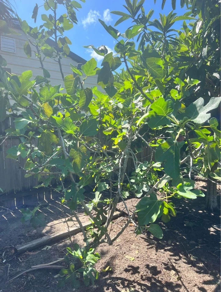 LSU Purple Fig Scion Cuttings – Ficus carica, 5 Unrooted Fig Tree Scions for Grafting or Propagation