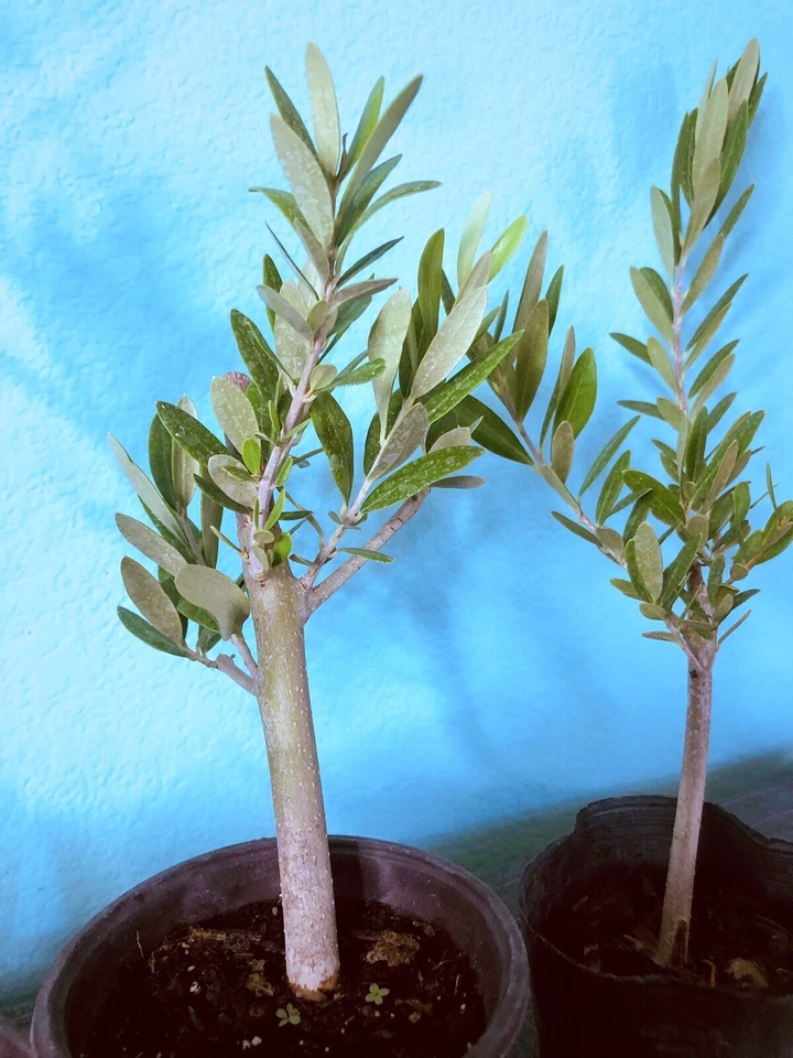 Olive Tree Live Plant – Olea Europaea 6–12in Fully Rooted Cutting Starter for Potting or Garden