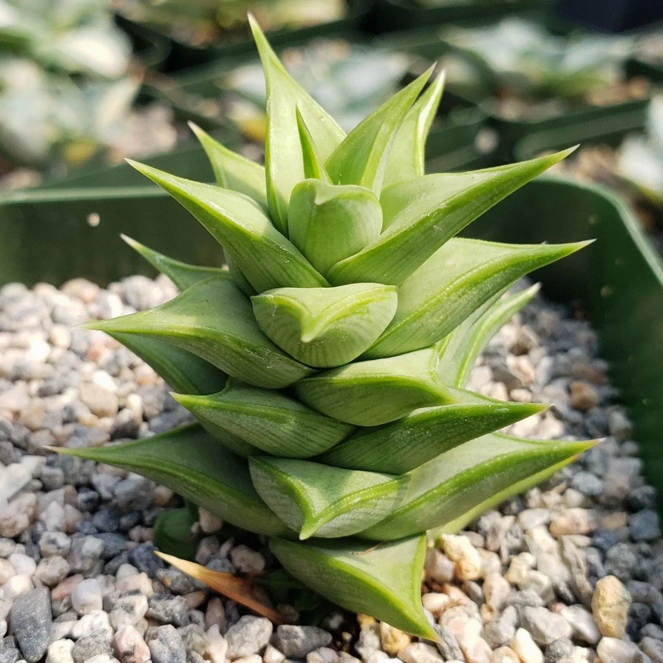 Astroloba spiralis – Live Succulent Plant in 4" Pot, Rare Spiral-Form Cacti-Like Succulent for Indoor & Rock Garden Displays