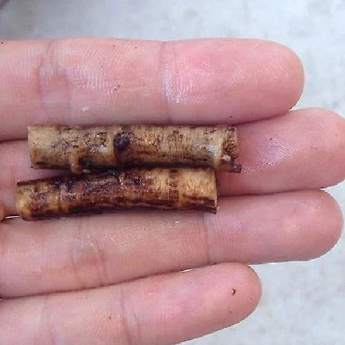 10 Russian Comfrey Cuttings – Bocking 14 Cultivar – Live Unrooted Starts for Compost, Fertilizer, Pollinators & Medicinal Gardens