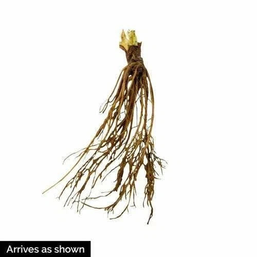 Allstar Strawberry Plants (10 Bare Root) – June-Bearing Variety – Large Sweet Berries – High Yield & Cold Hardy Garden Fruit