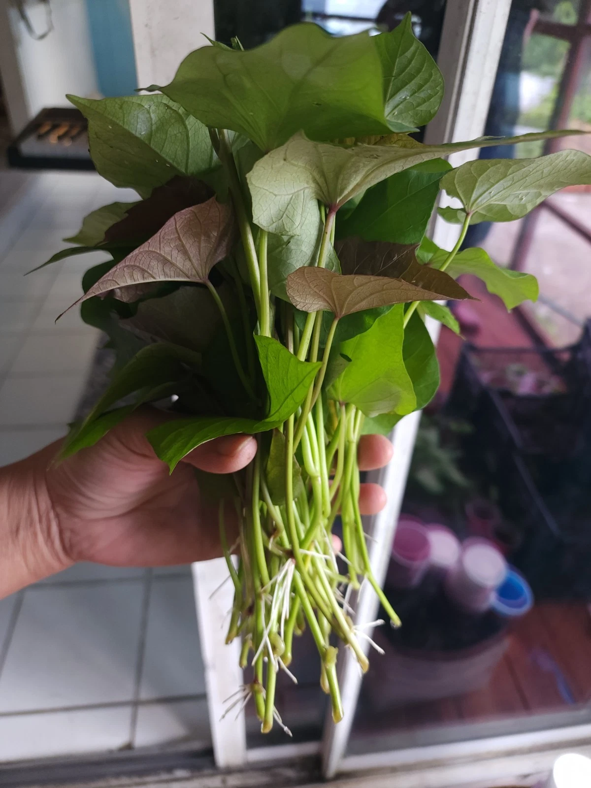 10 Okinawa Purple Sweet Potato Slips Live Cuttings Ipomoea Batatas for Planting