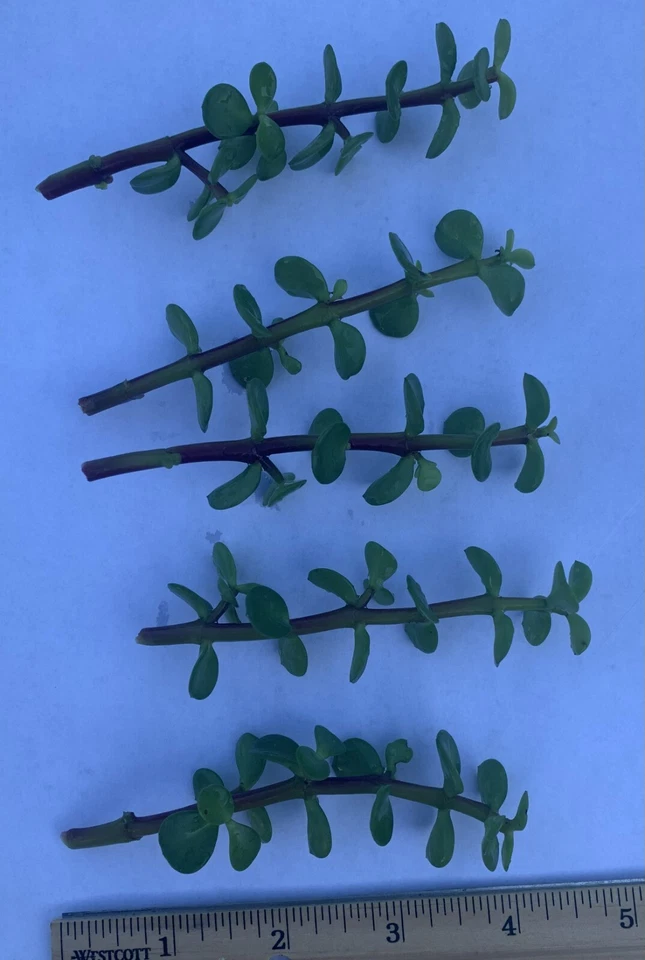 Jade Plant Cuttings – 5 Pack, 4" Crassula Ovata Stems, Money Plant Succulent Cuttings for Rooting, Easy Grow Indoor Houseplants