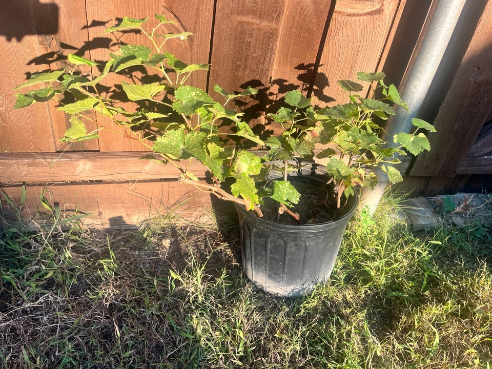 Kyoho Grape Plants – 2 Live Vitis Grape Plants with Established Roots, Outdoor Fruit Vine Starter