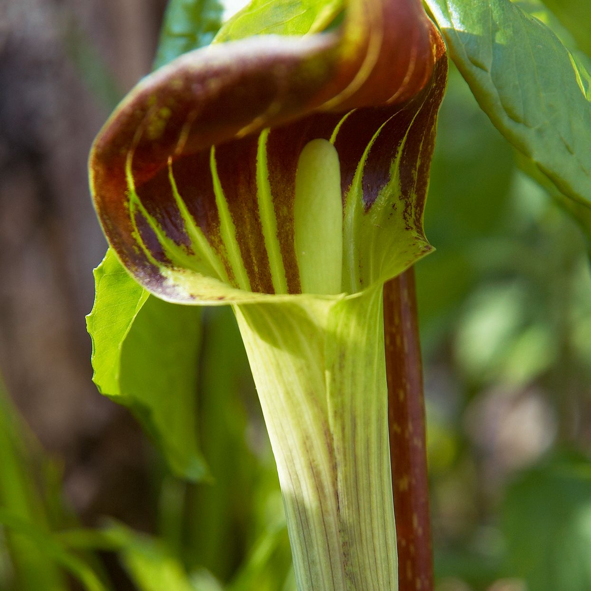10 Jack-in-the-Pulpit Bulbs - Arisaema triphyllum | Native Shade Wildflower | Bare Root Woodland Plant for Natural Gardens