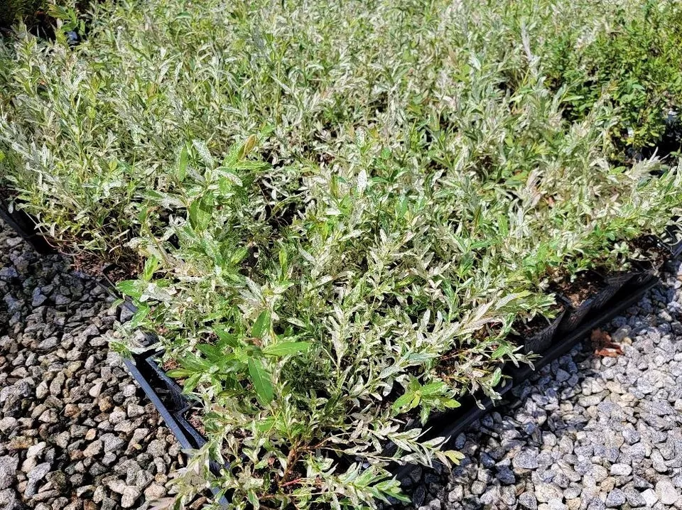 10 Japanese Dappled Willow Cuttings - Hakuro Nishiki - Tri-Color Salix - 6 Inch