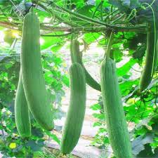 20 Luffa Gourd Seeds | Luffa aegyptiaca | Non-GMO Sponge Gourd for Growing Natural Loofahs | Vine Plant for Trellises & Gardens