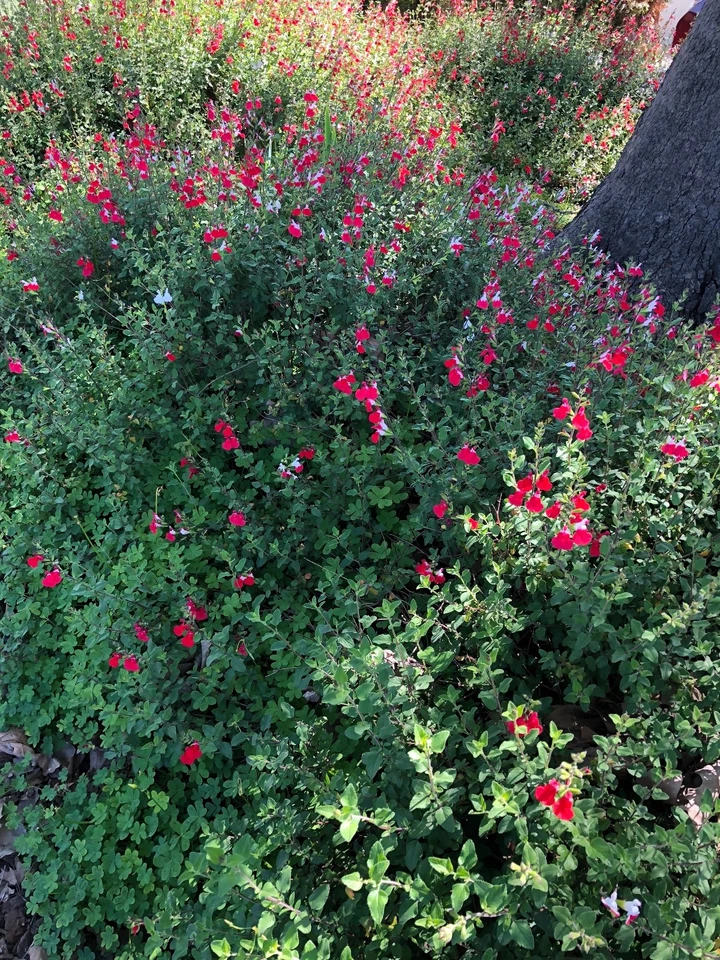 Organic Red Autumn Sage Cuttings - 15 Pcs, Salvia greggii, Drought & Frost Tolerant, Hummingbird Magnet, Culinary Herb, USA Grown, Guaranteed