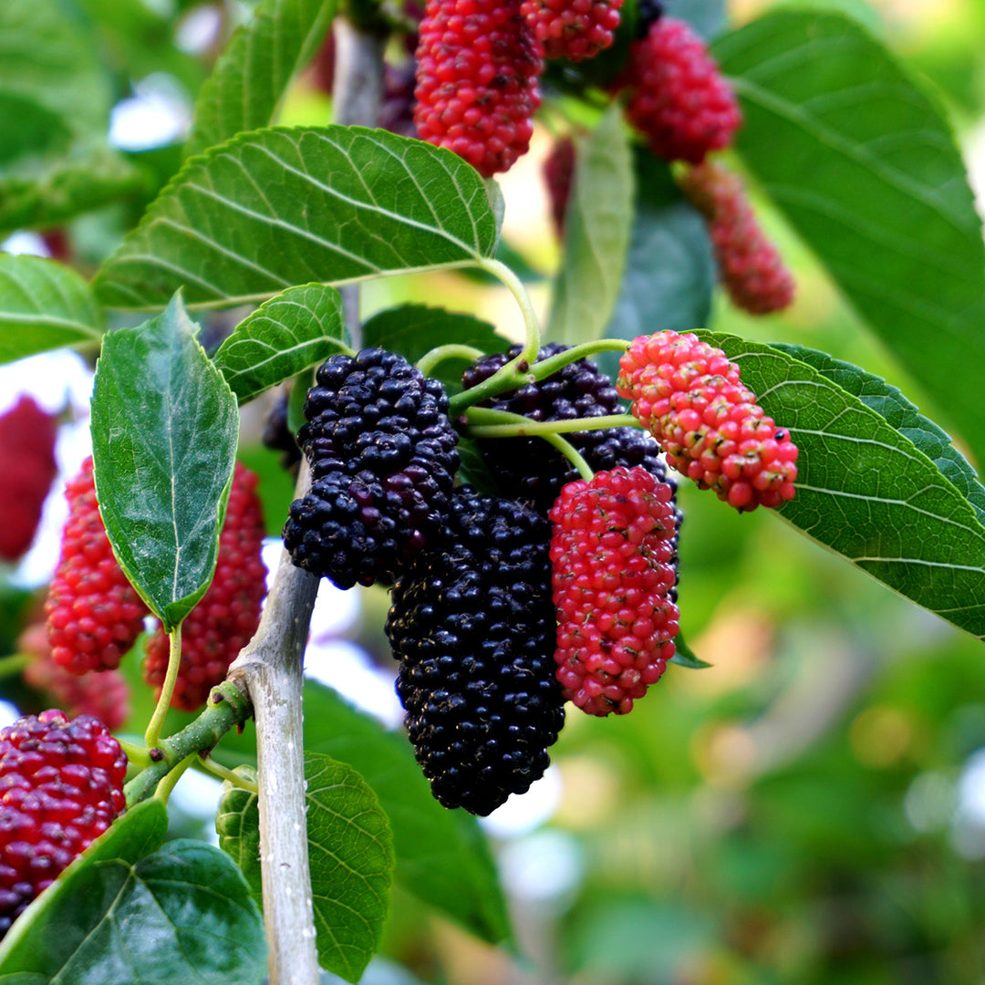 1 Dwarf Everbearing Mulberry Live Plant, Fruit Right Away, Morus Nigra, Compact Tree for Garden, Easy to Grow, Year-Round Fruit Production