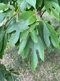 10 Sassafras Cuttings – Fresh Unrooted Edible/Wildlife/Ornamental – Sassafras albidum – Wild Food, Garden Plant
