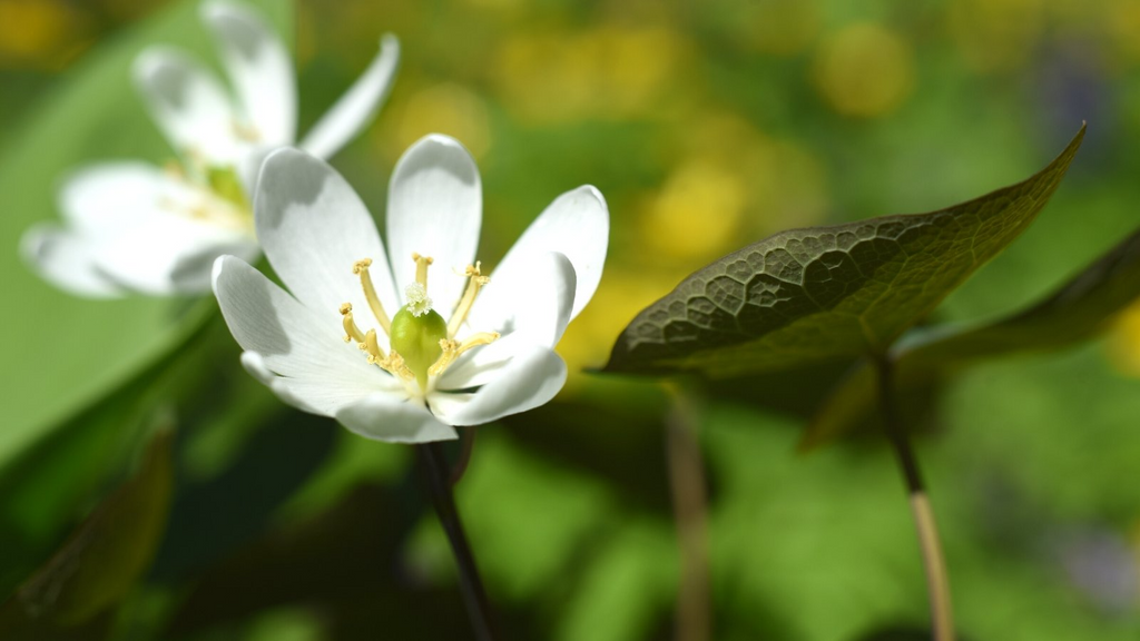 3 Twin Leaf Plants - Bare Root Jeffersonia Diphylla | Perennial Native Wildflower | Organic Shade Plant for Woodland Gardens