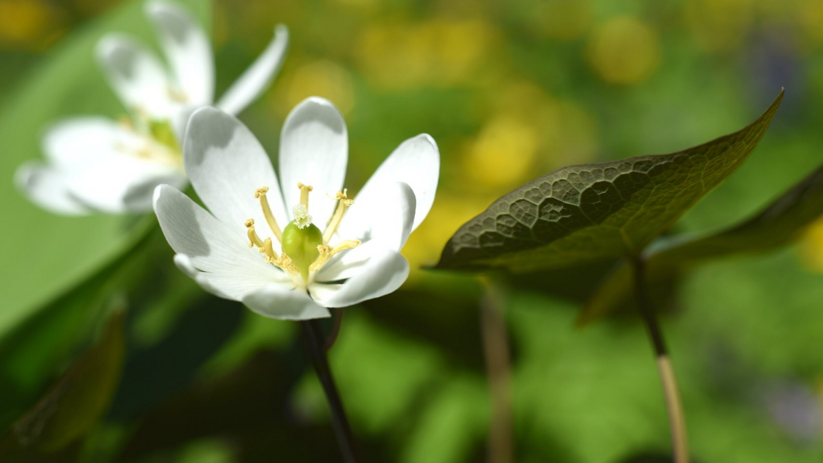 3 Twin Leaf Plants - Bare Root Jeffersonia Diphylla | Perennial Native Wildflower | Organic Shade Plant for Woodland Gardens