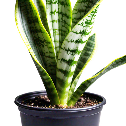 1 Sansevieria Trifasciata Snake Plant in 4" Pot - Low Maintenance Indoor Houseplant, Air Purifying