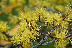 1 Witch Hazel Shrub - Hamamelis virginiana | 12-18” Bare Root | Native Fall-Blooming Shrub for Landscapes & Wildlife