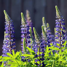 25 Seeds Lupine Perennial Blue for Planting – Lupinus perennis, Blue Flower, Hardy Plant, Easy to Grow, Attracts Pollinators, USDA Zones 3-9