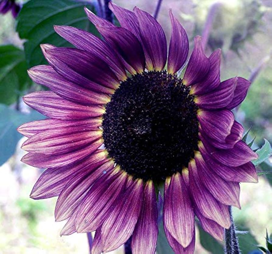 50 Rare Purple Sunflower Seeds - Heirloom ‘Violet Glow’ - Stunning Garden Flowers - Easy to Grow - Unique Bloom for Landscaping
