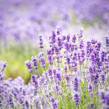 15 Organic Live California Lavender 6"  Unrooted Cuttings (Lavandula angustifolia), Fragrant Garden Plant, Ideal for Growing & Propagation