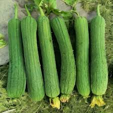 30 Luffa Chubby Pier Gourd Seeds - Non-GMO Loofah Sponge - Grow Your Own Natural Sponges - Easy to Cultivate - High Yield