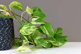 Pothos Ivy Combo 6 Cuttings - 2 Marble Queen, 2 Brazil, 2 N’Joy - Fast-Growing Indoor Plants, Low Light, Air Purifying, Easy Care
