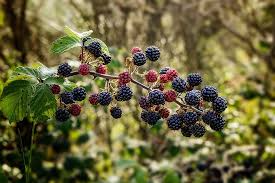 1 Black Raspberry Plant - Rubus niveus (Mysore) | Bare Root Starter Fruit Bush | Edible Berry Plant for Home Gardens