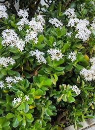 Crassula ovata Cutting, Thick Stem Jade Plant, 0.5-0.75" Diameter, Succulent Propagation, USDA Zones 10-11
