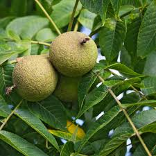 20 Black Walnut Seeds - Juglans nigra | Hardy Perennial Nut Tree | Shade-Giving Tree for Northern Landscapes & Orchards