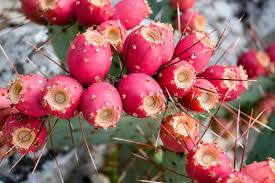 Opuntia ficus-indica Cuttings, 1 Rooted Pad, Texas Prickly Pear Cactus, Red Fruit, USDA Zones 8-11