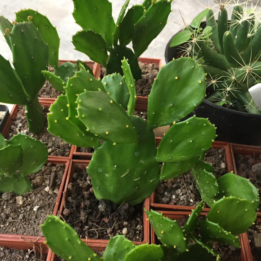 1 Brasiliopuntia brasiliensis (Brazilian Prickly Pear) Unrooted Cutting 1-2" – Treelike Cactus for Propagation, Gardening & Xeriscaping