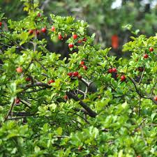 1 Barbados Acerola Cherry Tree Plant - Live 12" Cut Back, Malpighia emarginata, Edible Fruit, Tropical Cherry, Fast Growing, for Garden
