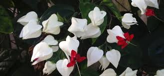 1 Bleeding Heart Rooted Starter Plant - Clerodendrum thomsoniae, White & Red Blooms, Hardy Vine for Garden, Perfect for Landscapes