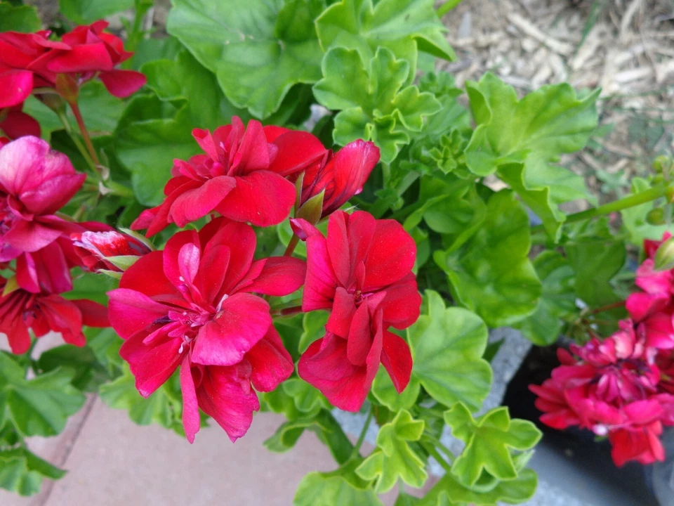Rose Red Citronella Ivy Geranium - 3 Fresh 6" Starter Cuttings, Fragrant Blooms, Drought Tolerant, Zones 5-10, Container/Hanging Basket Plant
