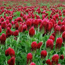 100+ Crimson Clover Seeds | Trifolium incarnatum | Fast-Growing Cover Crop or Pollinator Flower | Great for Soil & Spring Color