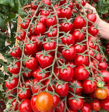 200 Seeds Waterfall Tomato - Heirloom, Non-GMO, High-Yield Cherry Tomato - Sweet & Juicy - Perfect for Gardens, Containers