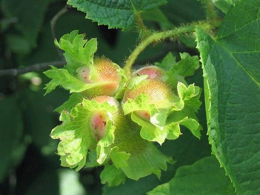 1 American Hazelnut Tree - Corylus americana | 12–24” Live Bare Root | Edible Nut Tree for Wildlife, Orchards & Landscapes