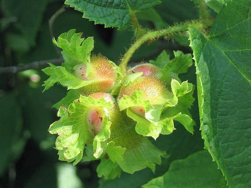 1 American Hazelnut Tree - Corylus americana | 12–24” Live Bare Root | Edible Nut Tree for Wildlife, Orchards & Landscapes