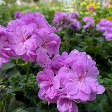 3 Lavender Pelargonium Peltatum Trailing Ivy Geranium Unrooted Cuttings 6" Live Plant, Geraniums for Hanging Baskets, Easy Propagation