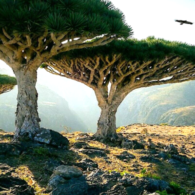 10 Draco Dragon Tree Seeds (Dracaena draco) | Rare Ornamental Plant Seeds | Indoor & Outdoor, Hardy, Exotic Dracaena Species